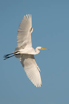 Great Egret Flying : Birds : Evelyn Jacob Photography