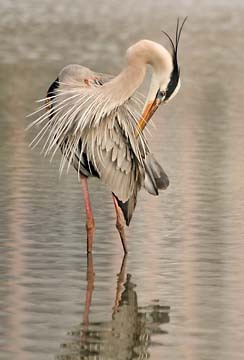 Great Blue Heron Preening : Birds : Evelyn Jacob Photography