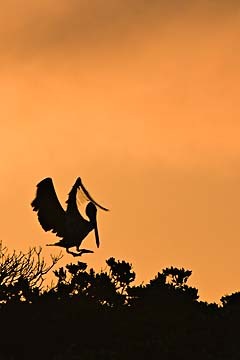 Pelican Landing : Birds : Evelyn Jacob Photography