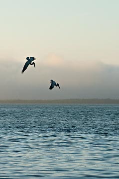 Pelicans Diving : Birds : Evelyn Jacob Photography